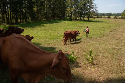 Lorena Jenkins feeds cattle at her family farm in Blevins, Ark. on Sept. 7, 2023. Photo by Rory Doyle.